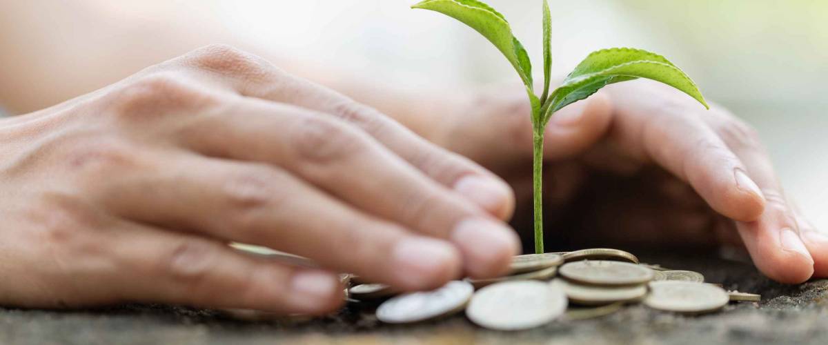 Hand protect money stack with plant growing on coins. saving money coins, Hands that are taking care of trees on coins, concept finance