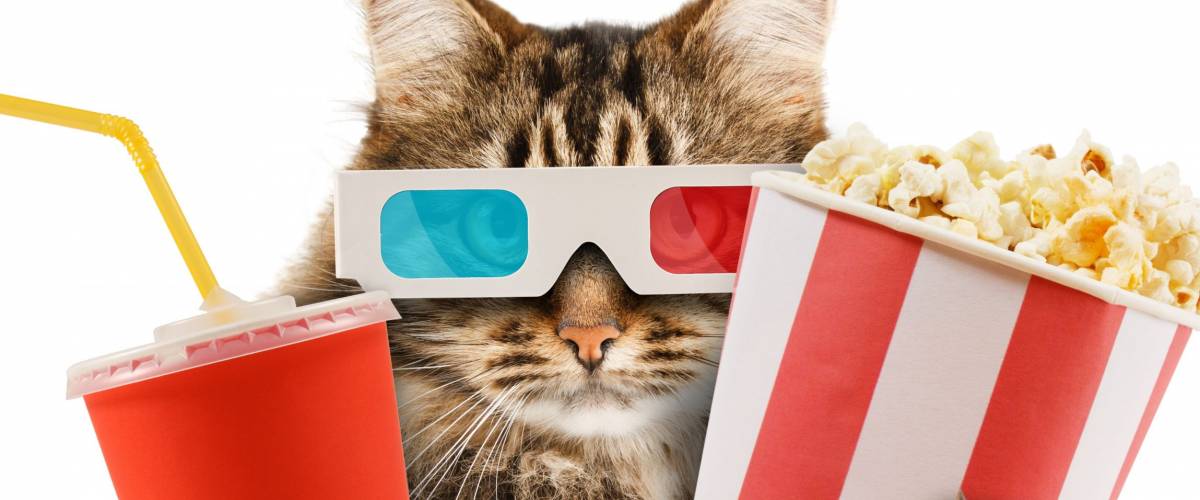 cat watching a movie