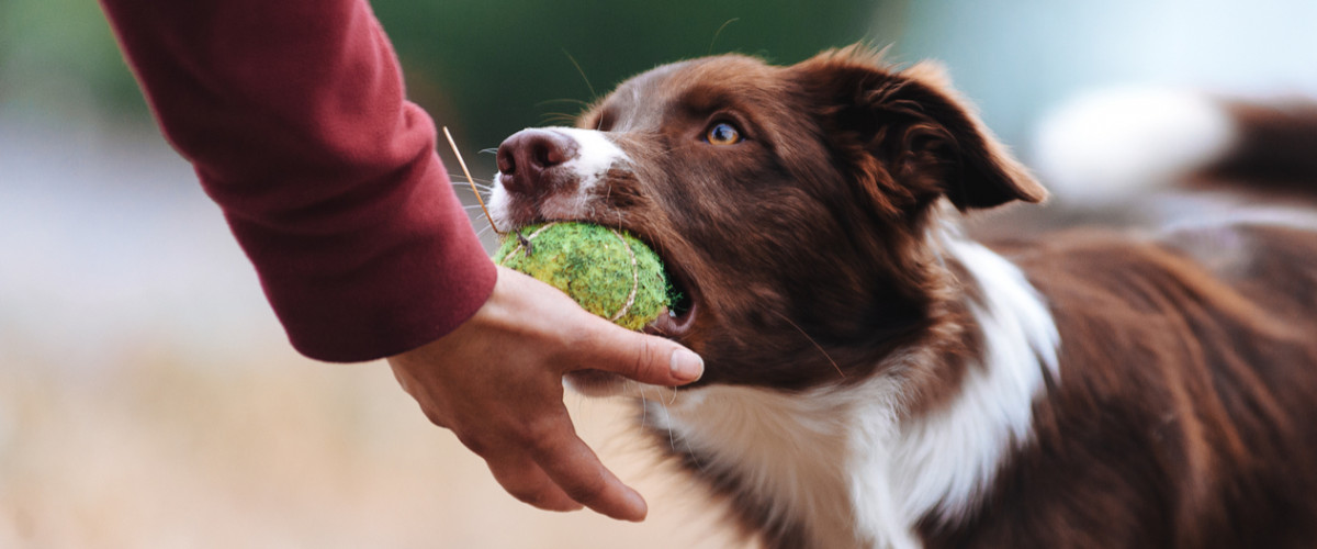 Border collie playing with a tennis ball