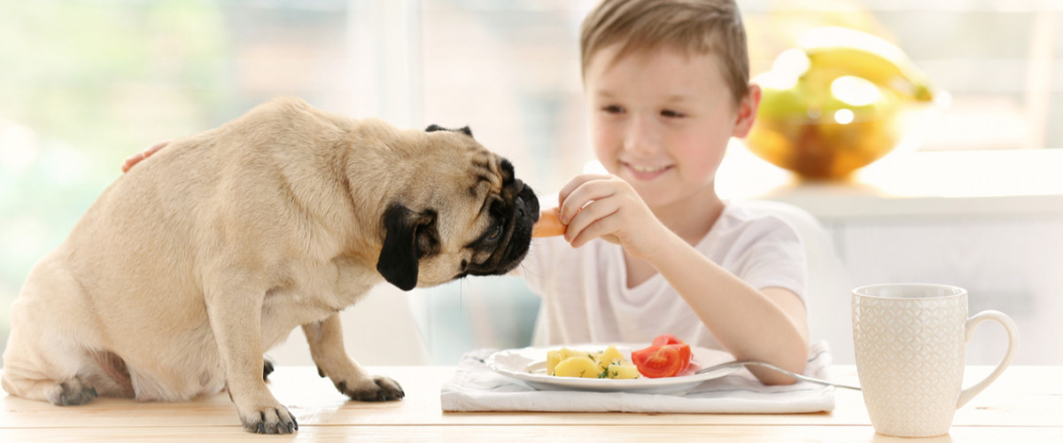 Pug eating food at table being fed by boy owner