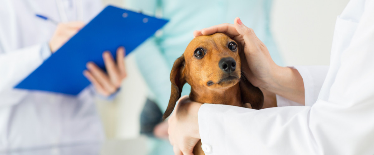Dog being cared for at the vet