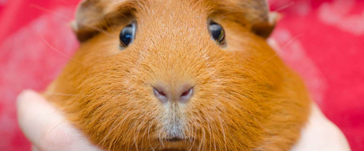 Funny cute guinea pig