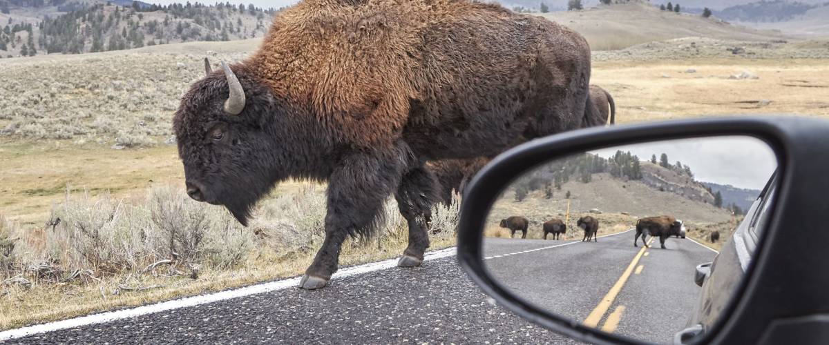 American bison (Bison bison) on a road seen from car driver seat with view in wing mirror, Grand Teton National Park, Wyoming, USA.