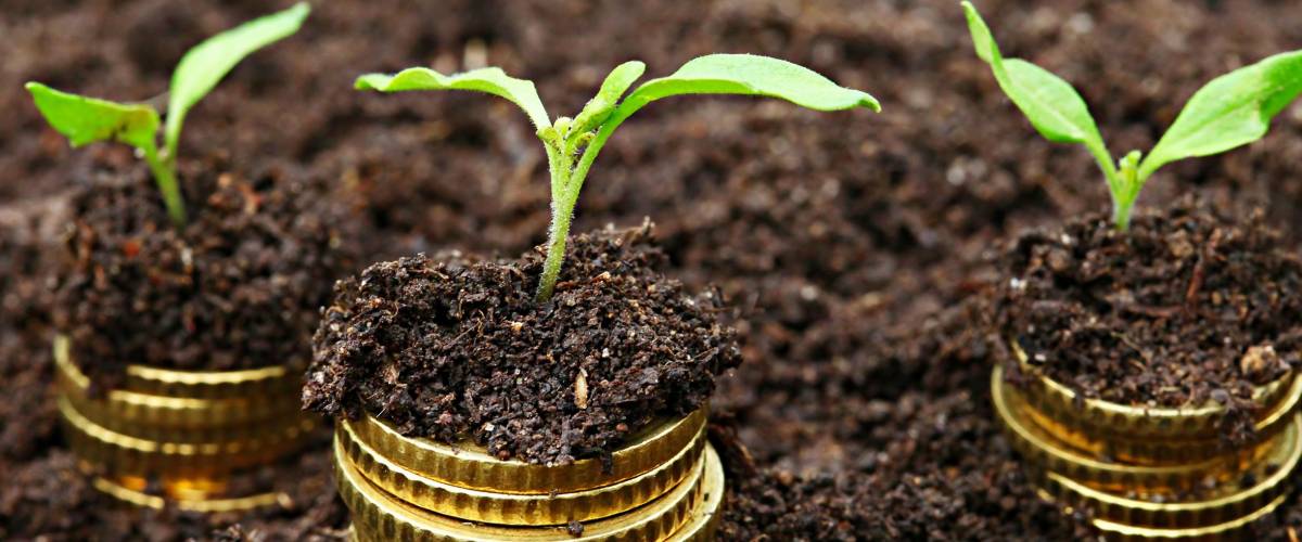 Golden coins in soil with young plant. Money growth concept.