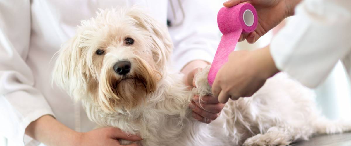 Sad little Maltese dog with broken paw in vet infirmary