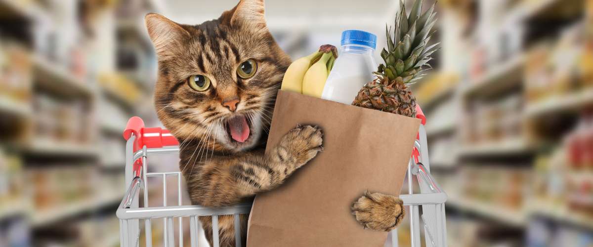 funny cat in grocery store with groceries