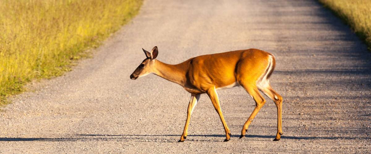 Big Meadow in the national park off Skyline Drive in Shenandoah valley Virginia is home to many white tailed deer