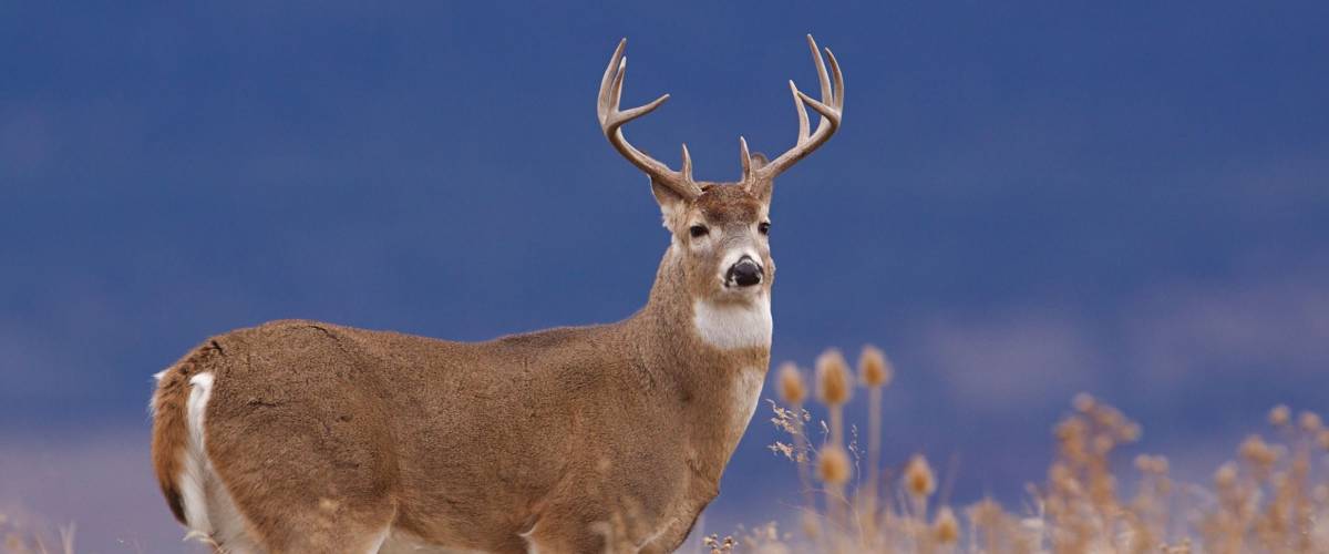 White-tailed buck deer stag in prairie grass against a natural blue background Whitetail deer hunting the western US: South Dakota North Dakota Montana Wyoming Idaho Colorado Nebraska Kansas