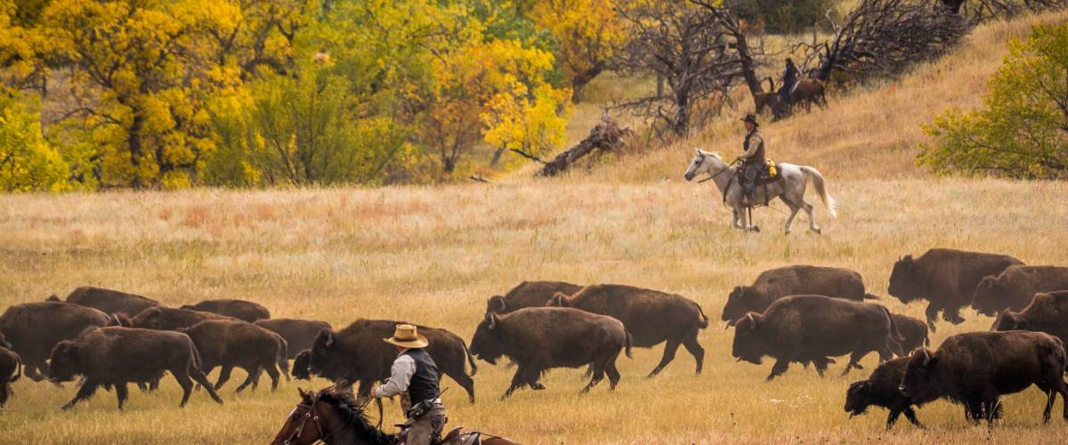 Buffalo Round Up