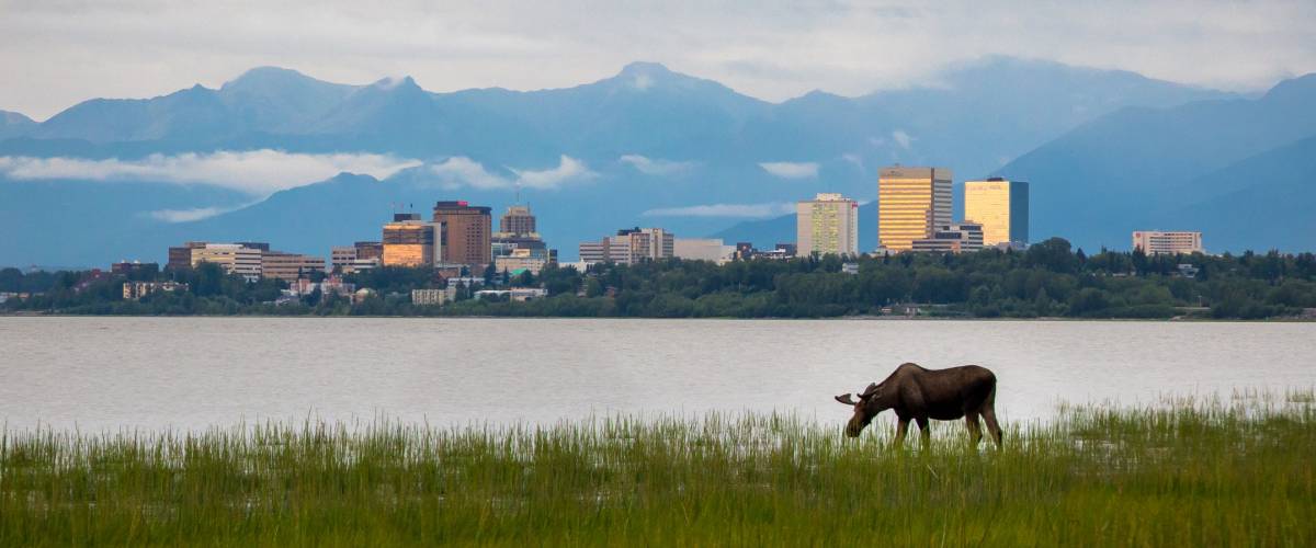 Grazing moose near Anchorage, Alaska