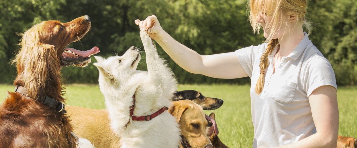 Woman watching dogs