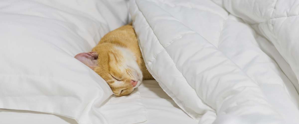 cute yellow cat sleeping on white cozy bed