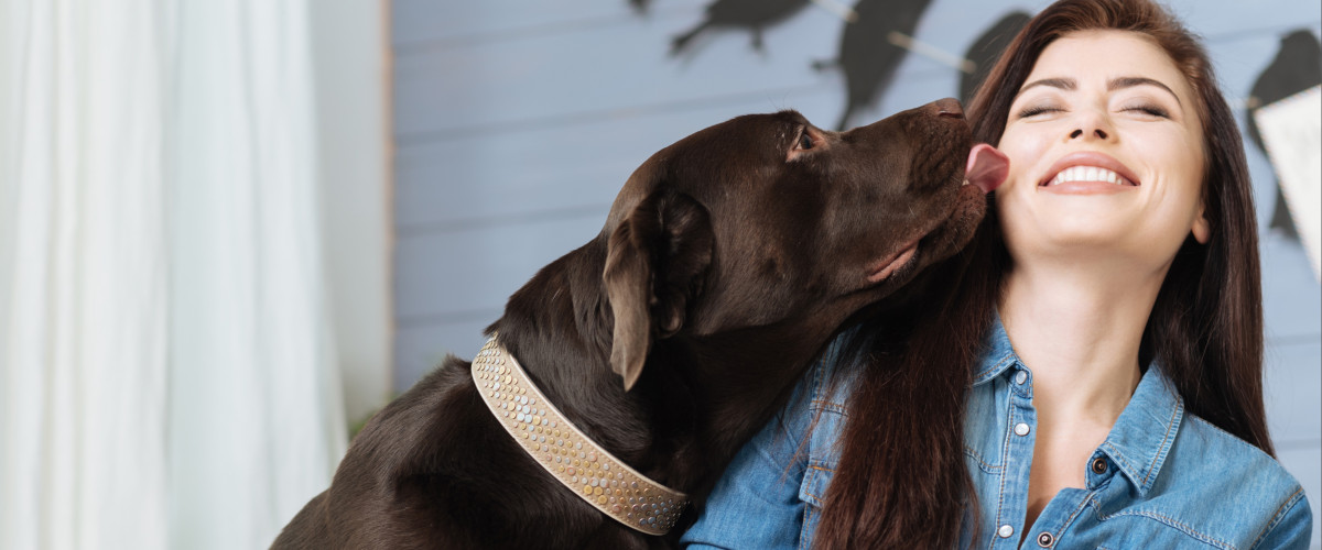 Sweet Labrador dog giving his master a kiss