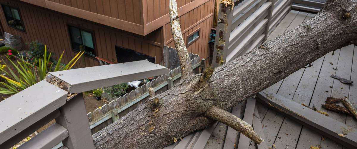 pine tree fallen on house