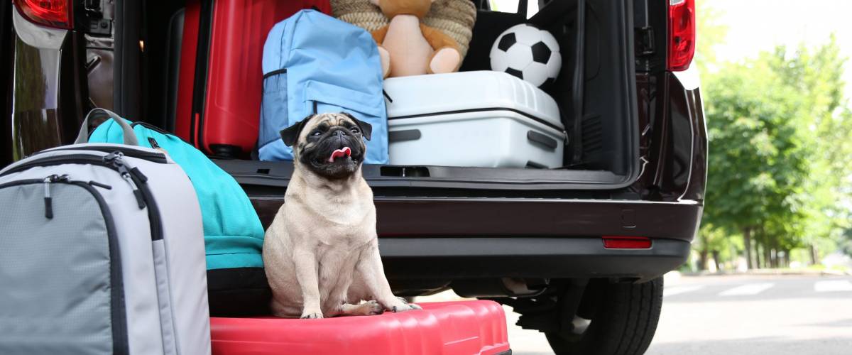 Car trunk with cute pug and luggage