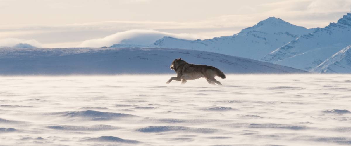 Wolf running in the area of the Arctic National Wildlife Refuge