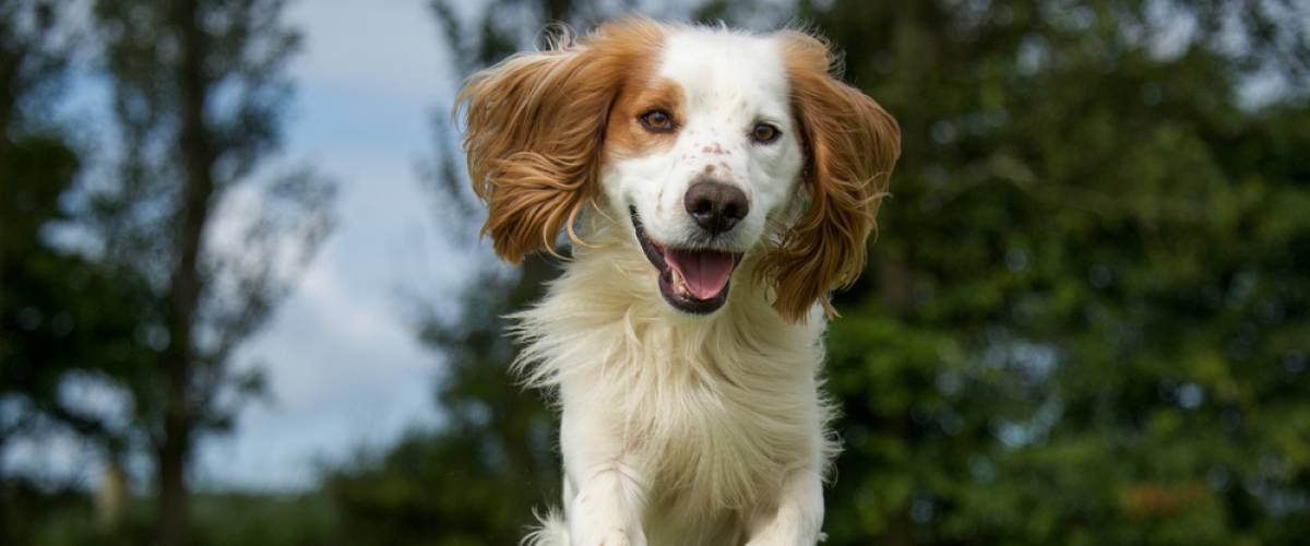 Cocker spaniel running outside