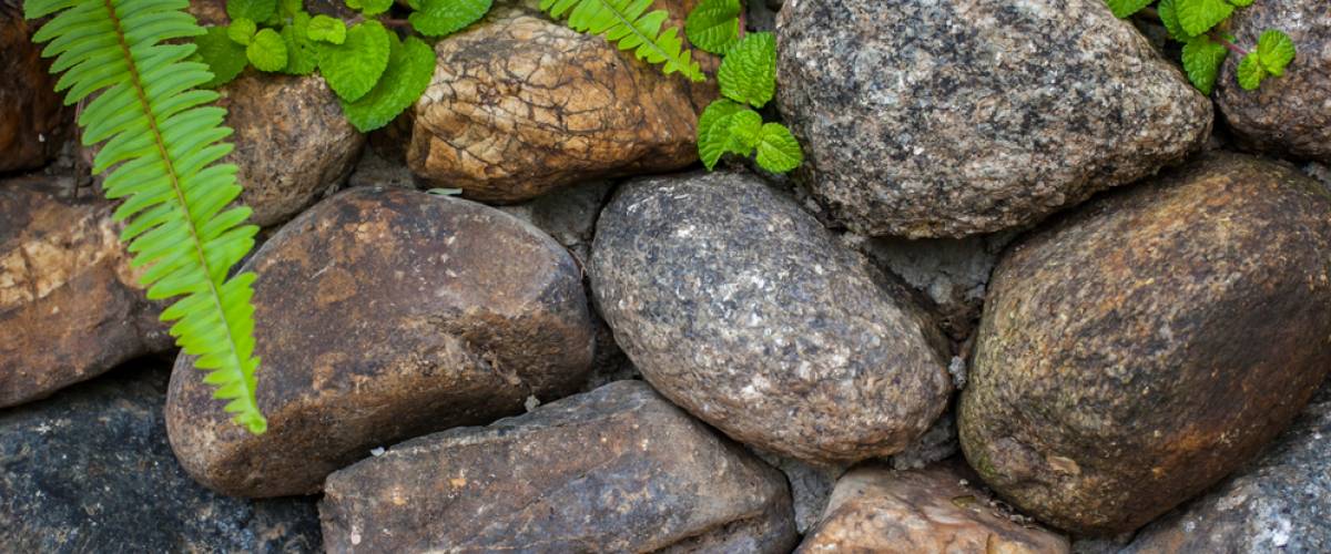 Rocks in garden