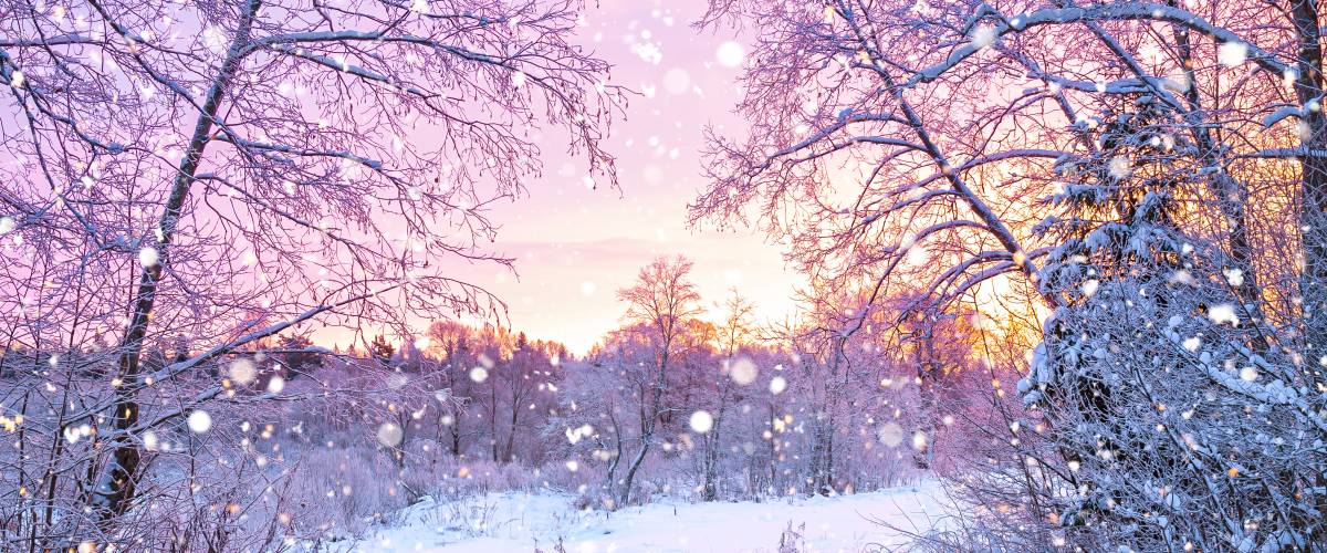 Winter background in woods