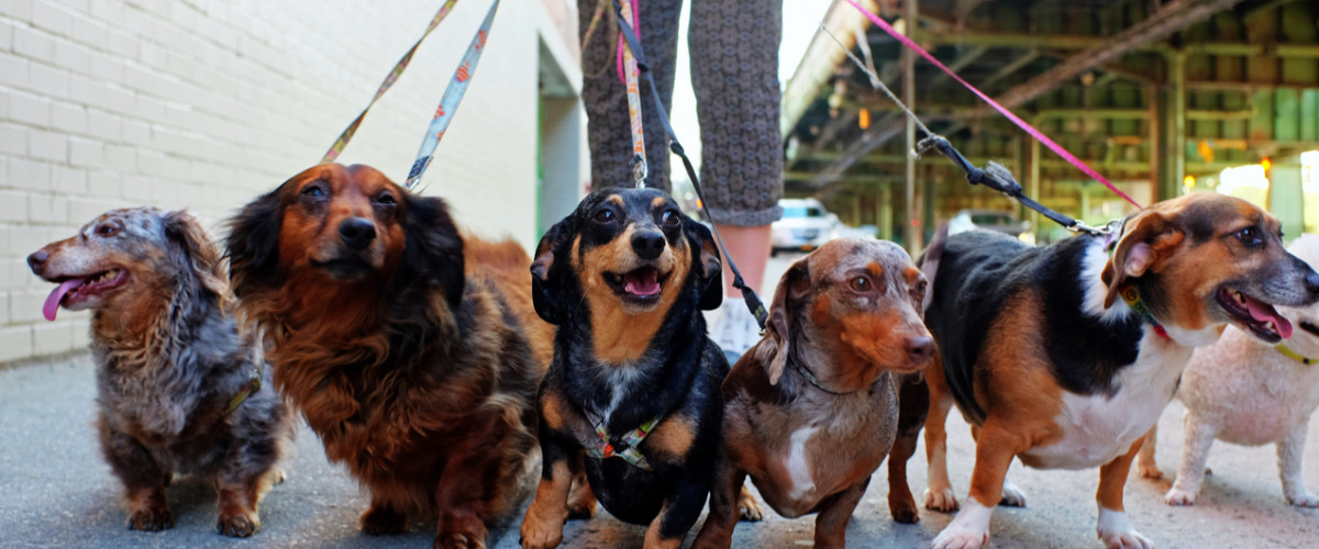 Walking the pack/array of dogs, most dachshunds, being walked by single person in the background on city sidewalk