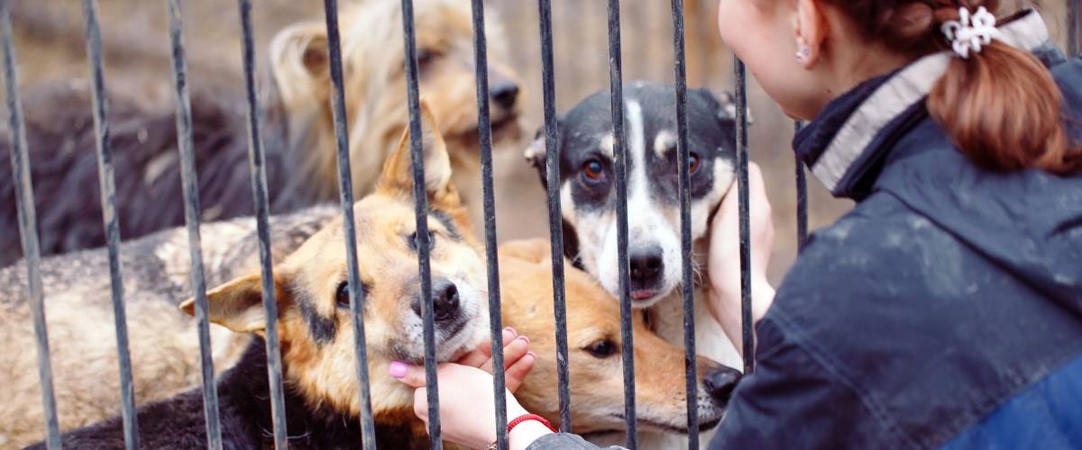 Girl volunteer in the nursery for dogs. Shelter for stray dogs.