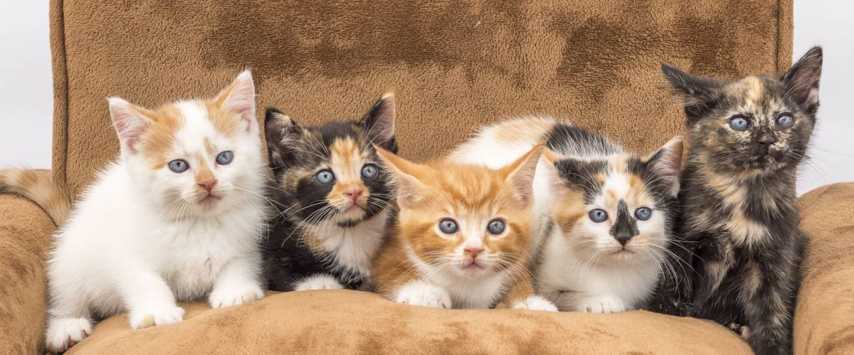 5 Kittens on Couch