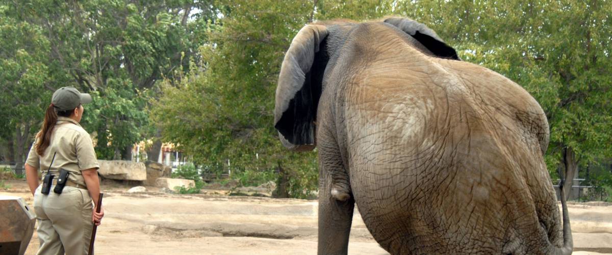 Elephant trainer instructs African elephant to sit. Open pen outdoors. Woman trainer in uniform.