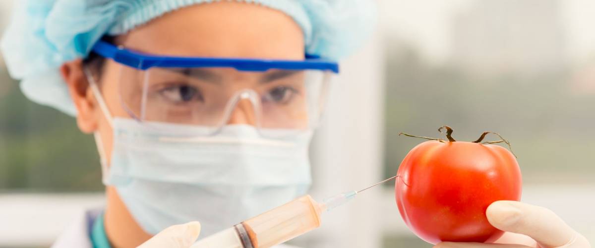 Female chemist injecting ripe tomato
