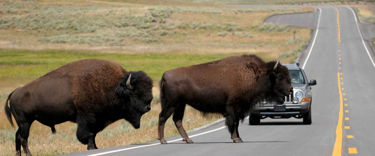 two bison slowly make their way across the road. rush hour in yellowstone national park, wyoming.