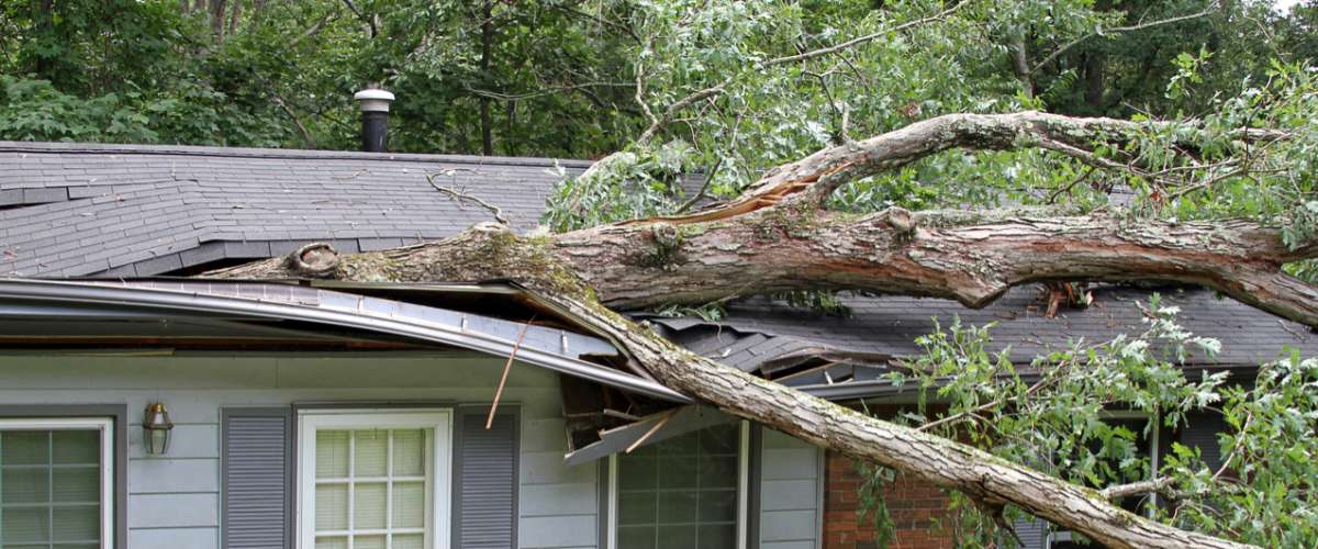 Oak tree fall on house damaging