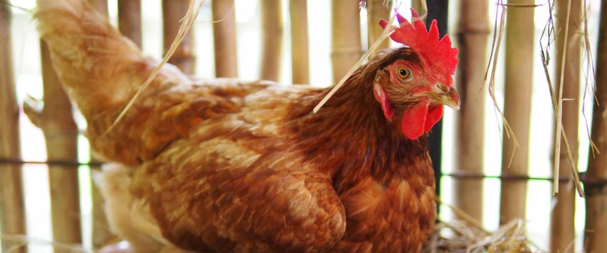 The hen is hatching the egg in the coop